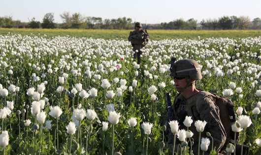 Trồng cây anh túc để sản xuất ma túy, là một trong những nguồn thu tài chính của phiến quân Taliban
