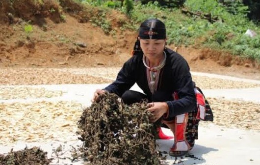 Lương y Lý Thị Mai