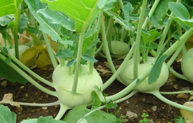 4 loại thực phẩm trong vườn nhà có khả năng chống nhiễm trùng tốt ảnh 2