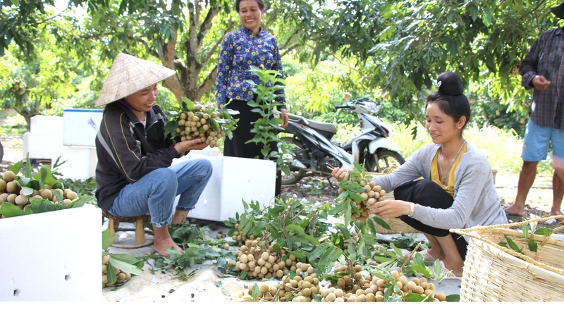 Nhiều sản phẩm nông nghiệp của tỉnh Sơn La có giá trị kinh tế cao, góp phần nâng cao thu nhập cho người dân.