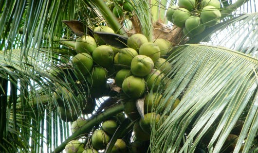 Dừa là mặt hàng nông sản mà các doanh nghiệp phía Nam muốn tiêu thụ ở miền Bắc