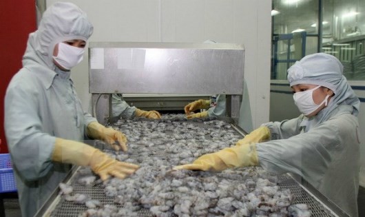Giá tôm nguyên liệu tăng mạnh