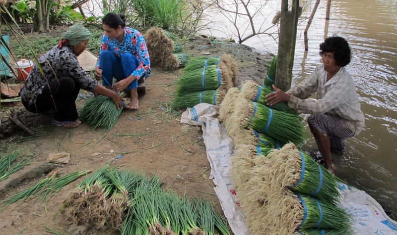 Vay được vốn ưu đãi, bà con dân tộc Khmer ở khắp các ấp vùng sâu, vùng xa của tỉnh Sóc Trăng đã đầu tư vào trồng hành tím, mang lại thu nhập cao, hoàn trả nợ, lãi đúng hạn cho Nhà nước