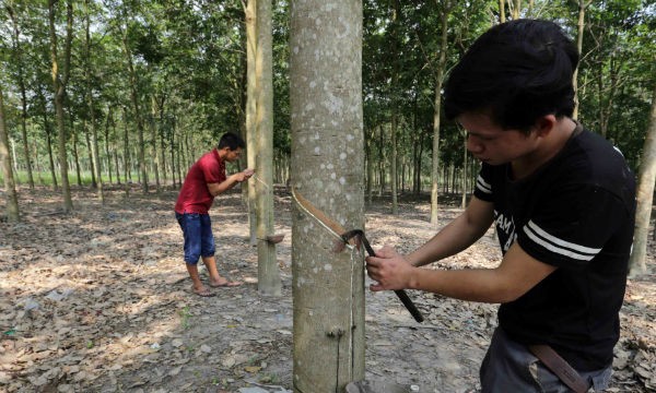 Vốn chính sách góp phần tạo dựng nên những cánh rừng cao su mang lại thịnh vượng cho bà con xã Suối Ngô (Tân Châu, Tây Ninh). Ảnh: Trần Việt