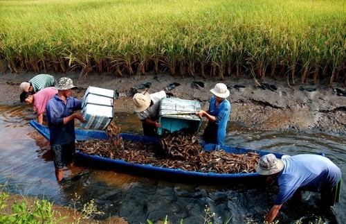 Thu hoạch tôm trên diện tích lúa