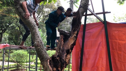 Cây trường xanh trước khi được tháo lớp bê tông che phủ