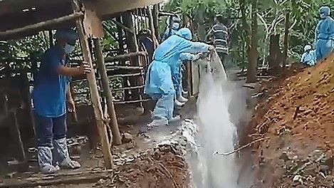 Cơ quan chức năng tiến hành tiêu độc, khử trùng và tiêu hủy đàn lợn bị mắc bệnh dịch tả lợn châu Phi