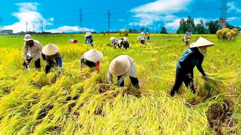 Cần nâng mức hỗ trợ đóng BHYT cho người thuộc hộ gia đình làm nông nghiệp, lâm nghiệp, ngư nghiệp và diêm nghiệp có mức sống trung bình từ 30% lên 50%.