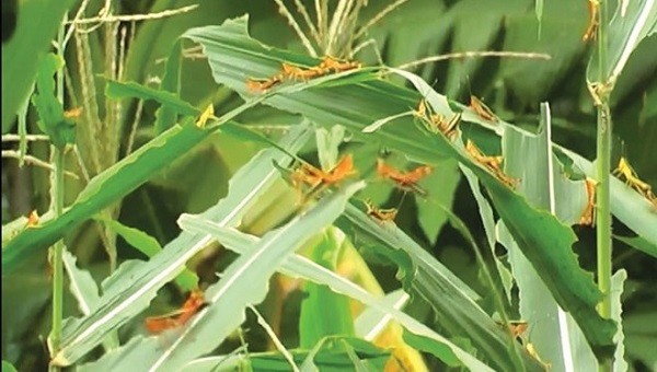 Châu chấu tre lưng vàng gây hại diện hẹp tại 4 tỉnh phía Bắc.