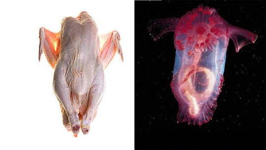 Lần đầu tiên phát hiện “quái vật gà không đầu” ở Nam Cực - Ảnh 2. Lần đầu tiên phát hiện “quái vật gà không đầu” ở Nam Cực - Ảnh 2.