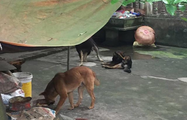 Công an bắt đàn chó cắn tử vong bé trai 7 tuổi - 1 Công an bắt đàn chó cắn tử vong bé trai 7 tuổi - 1