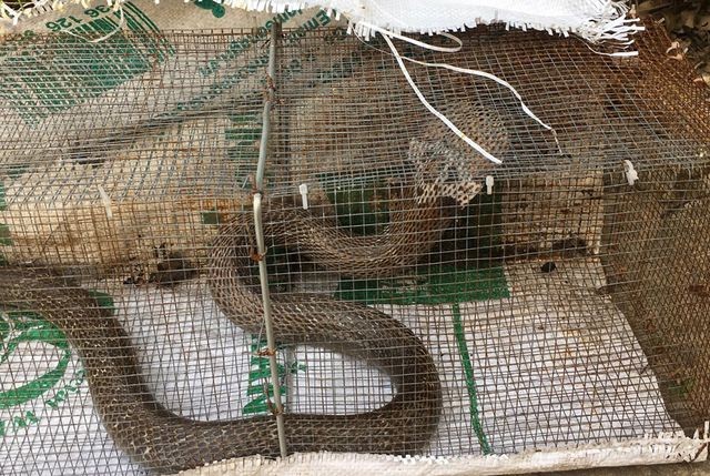 Sự thật rắn độc bủa vây toà chung cư mới ở Hà Nội - 2 Sự thật rắn độc bủa vây toà chung cư mới ở Hà Nội - 2