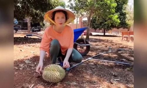 Lý Nhã Kỳ thu hoạch bơ, sầu riêng