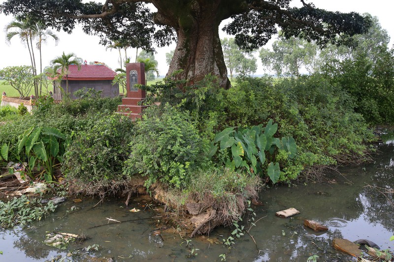 Hà Nội: Cây trôi cô đơn nghìn năm tuổi, báu vật của làng Bình Đà - 11 Hà Nội: Cây trôi cô đơn nghìn năm tuổi, báu vật của làng Bình Đà - 11