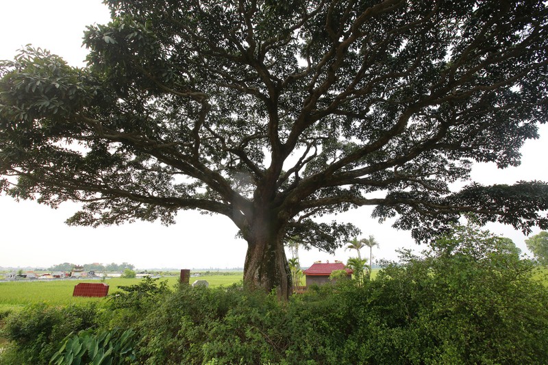 Hà Nội: Cây trôi cô đơn nghìn năm tuổi, báu vật của làng Bình Đà - 14 Hà Nội: Cây trôi cô đơn nghìn năm tuổi, báu vật của làng Bình Đà - 14