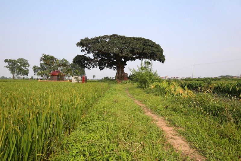 Hà Nội: Cây trôi cô đơn nghìn năm tuổi, báu vật của làng Bình Đà - 1 Hà Nội: Cây trôi cô đơn nghìn năm tuổi, báu vật của làng Bình Đà - 1