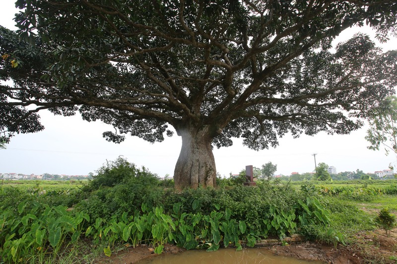 Hà Nội: Cây trôi cô đơn nghìn năm tuổi, báu vật của làng Bình Đà - 2 Hà Nội: Cây trôi cô đơn nghìn năm tuổi, báu vật của làng Bình Đà - 2