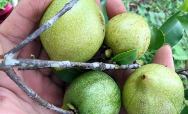 4 loại quả rừng 'giá chát' vẫn được lùng mua ảnh 11