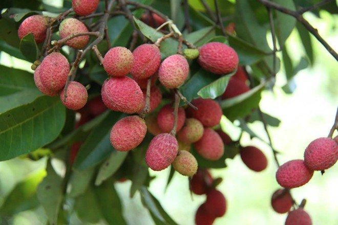 4 loại quả rừng 'giá chát' vẫn được lùng mua ảnh 5