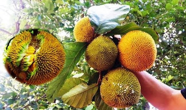 4 loại quả rừng 'giá chát' vẫn được lùng mua ảnh 7