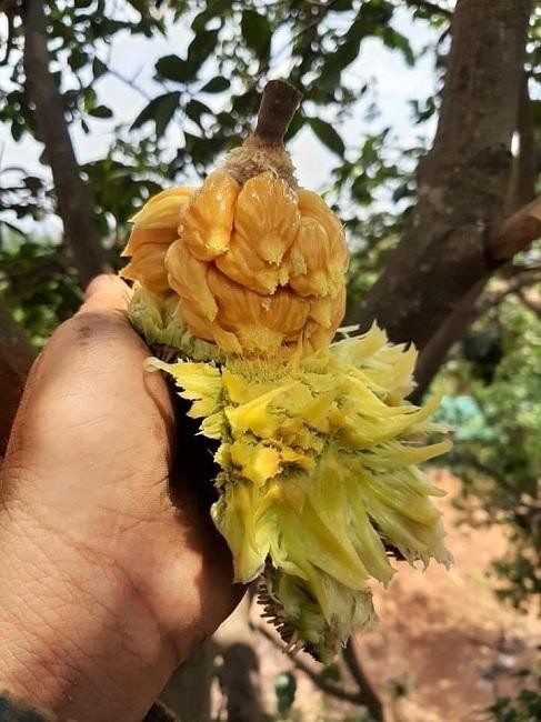 4 loại quả rừng 'giá chát' vẫn được lùng mua ảnh 8