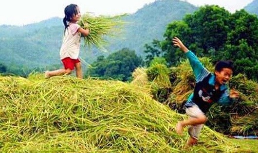Hương rạ ngày mùa