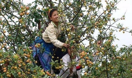 Yên Bái: Những đột phá trong tái cơ cấu ngành Nông nghiệp