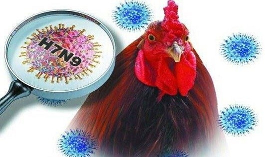 Hà Nội tập trung mọi nguồn lực để hạn chế thấp nhất dịch cúm A(H7N9):