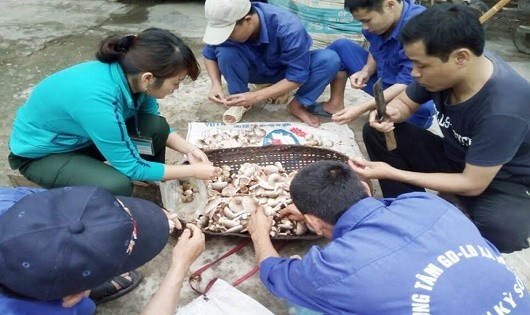 Học viên thu hoạch nấm sau những ngày tháng chăm sóc.