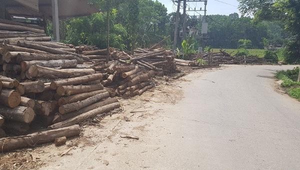 Phú Thọ: Thuế cao, nhiều hộ cá thể kinh doanh, sản xuất dăm gỗ phải dừng sản xuất