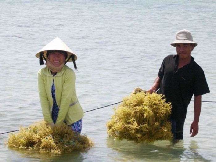 Ninh Thuận: Rong biển đã trở thành một phần của đời sống người dân vùng biển