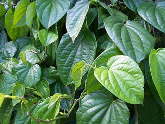 Lá trầu không có tác dụng chữa bệnh