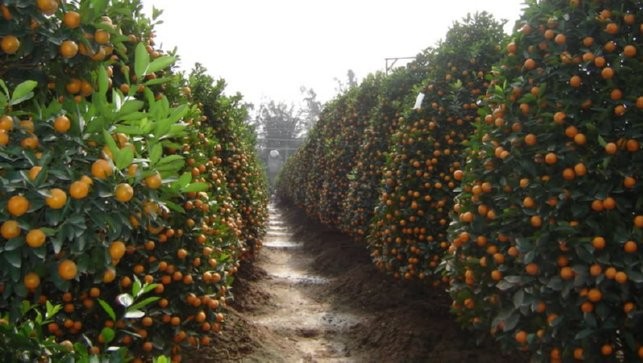 Người dân trồng quất dành cả một năm trời để chăm sóc cho những cây quất trong vườn nhà mình.