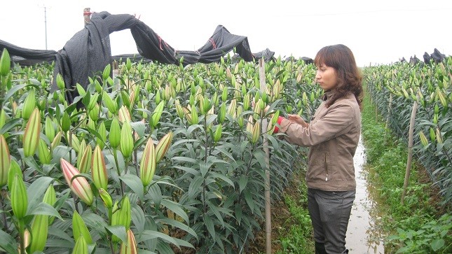 Chị Duyên bên cánh đồng ly bạt ngàn.