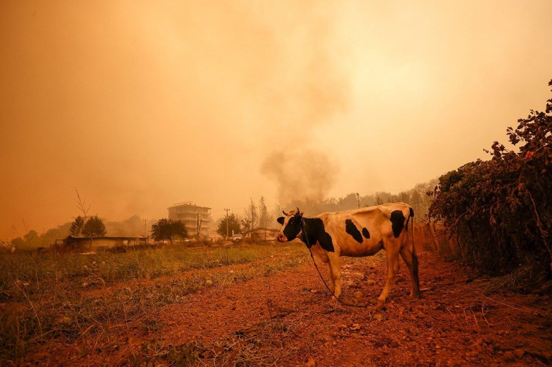 Cháy rừng ở miền Nam Thổ Nhĩ Kỳ, nhiều người thiệt mạng ảnh 5