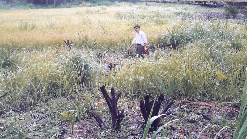 Vườn cây nhãn, vải trên 10 năm tuổi bị chặt phi tang.
