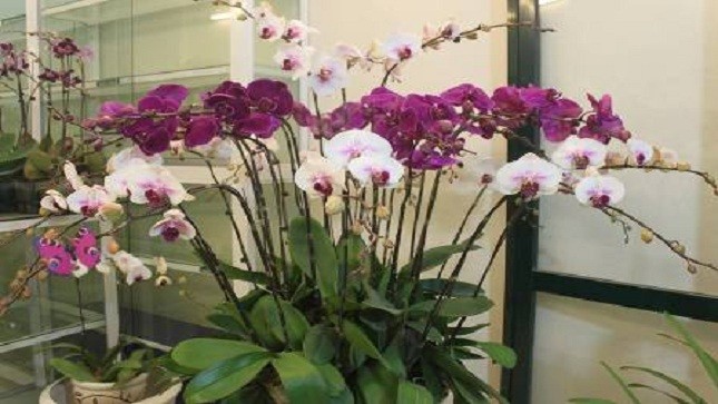 Đại gia “săn” địa lan, bình dân “xài” tài lộc