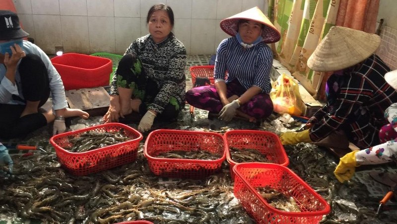 Số lượng lớn tôm nguyên liệu đang bị bơm tạp chất