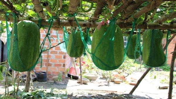 Một vựa bí khổng lồ ở bàu Chánh Trạch