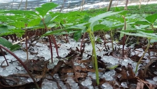 Những viên đá to gần bằng nắm tay còn đọng lại trên đồi tam thất ở Si Ma Cai