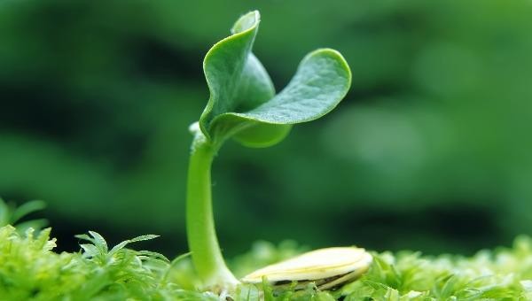 Thuyết duyên khởi của đạo Phật