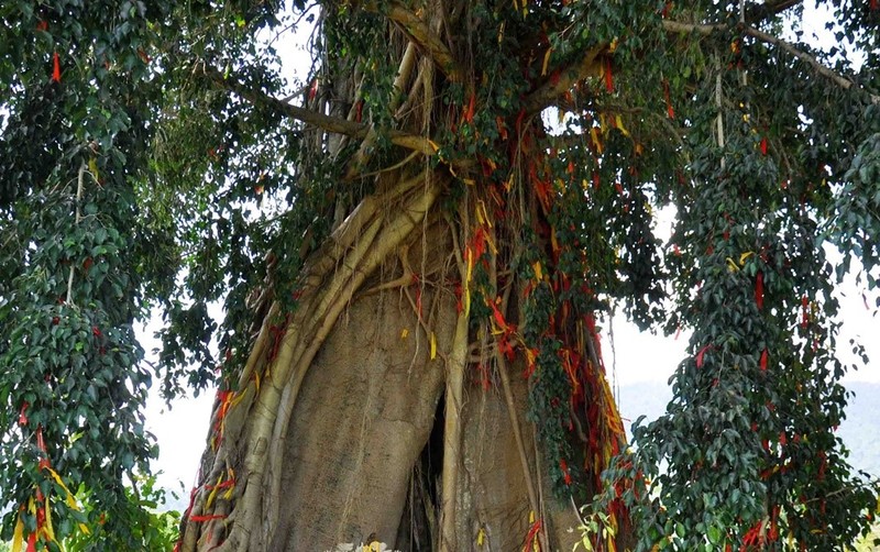 Đại mộc tinh bên thác Yang Bay.