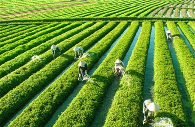 Gặp lại mình ở làng rau Trà Quế 2 Gặp lại mình ở làng rau Trà Quế