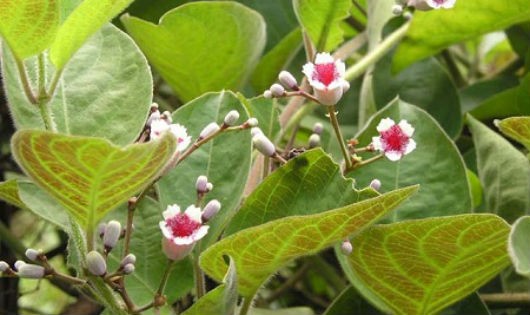 Thuốc hay bằng lá mơ lông
