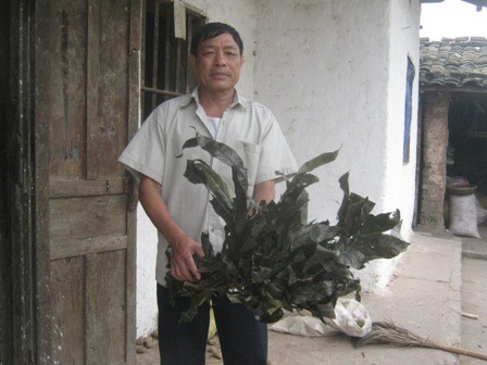 Ông Kiến bên loài lá cây đại mạch