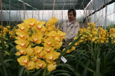 Đà Lạt vào xuân, Ảnh: Võ Trang
