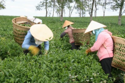 Thu hoạch chè ở Bảo Lộc , ảnh: Võ Trang
