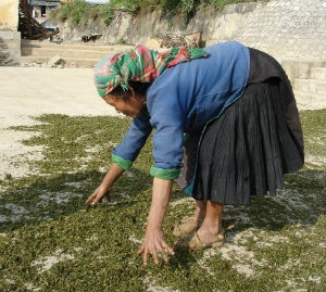 Lá ngón độc là vậy nhưng một số người đồng bào dân tộc vẫn lấy về phơi khô dùng làm thuốc chữa một số bệnh ngoài da cho gia súc và thậm chí cả con người
