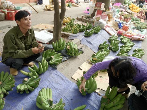 Anh Khánh khoe nải chuối đắt nhất mà anh bán được có giá 470.000 đồng.