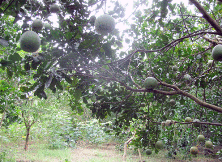 Bưởi Đoan Hùng